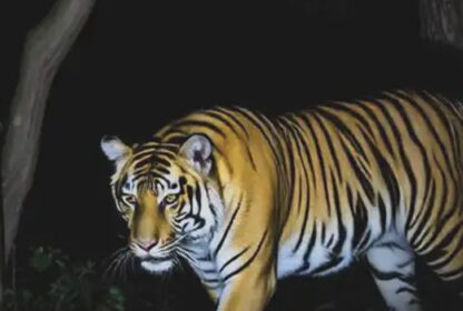 Nocturnal Wildlife Treks: Night-Time Safari Adventures in India’s Forests