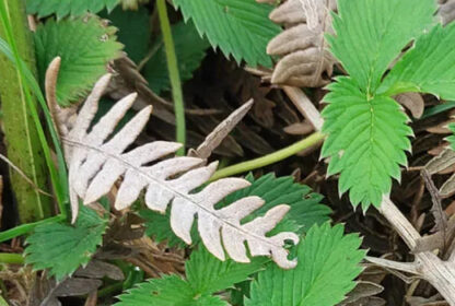 Foraging Treks: Wild Food and Forest Survival in India’s Backcountry